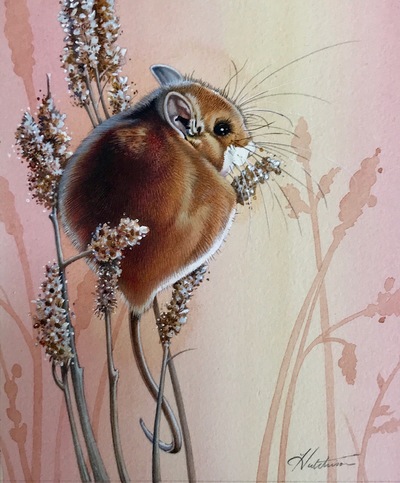Susan Hutchison
Mighty Mouse
Watercolour  18 x 14 cms
£395