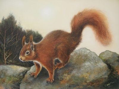 Red Squirrel on Drystone Dyke
oil on gesso board 30 x 40 cm
£650
SOLD