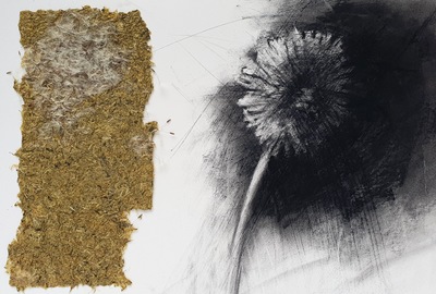 Erinclare Scrutton
Everything’s Finite - Botanical Series II
charcoal on Hahnemuhle paper and 
paper made from Dandelion heads 25 x 39 cm
£500
