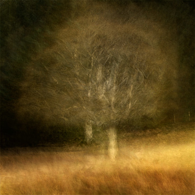 Dylan Nardini
Doubletree
Fotospeed Platinum Etching textured 285g
40 x 40 cm Edition 1/10
£350