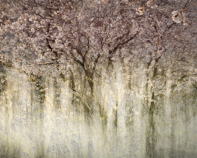 Blossom on The Avon
Fotospeed Cotton Etching 305g
15 x 18.5 ins Edition 3/10  
£375
SOLD
