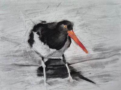 Oystercatcher - Loch Ryan
charcoal on paper 30 x 40cm
£400