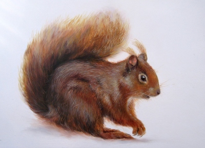 Startled Squirrel
oil on gesso board 13 x 18 cm
£395
SOLD