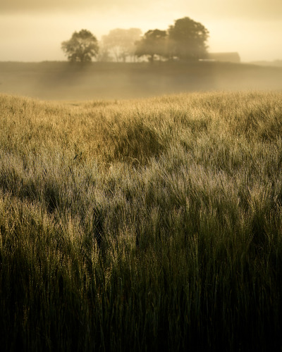 Dylan Nardini
Summer Dew
Fotospeed Platinum Baryta textured 305g 
46 x 40 cm Edition 1/10
£350