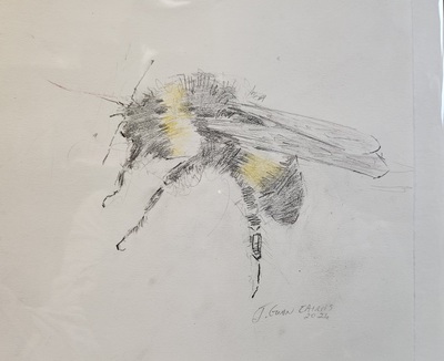 Endangered (Bee)III
pencil 23 x 26 cm
£150
SOLD