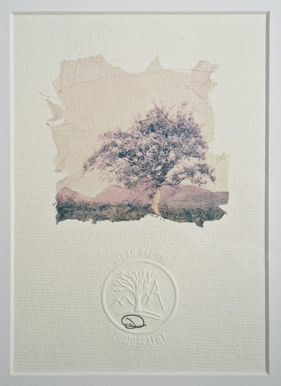 Dylan Nardini
Lavender Light	
Polaroid on textured watercolour 300g
21 x 15 cm 1 of 1
£150

