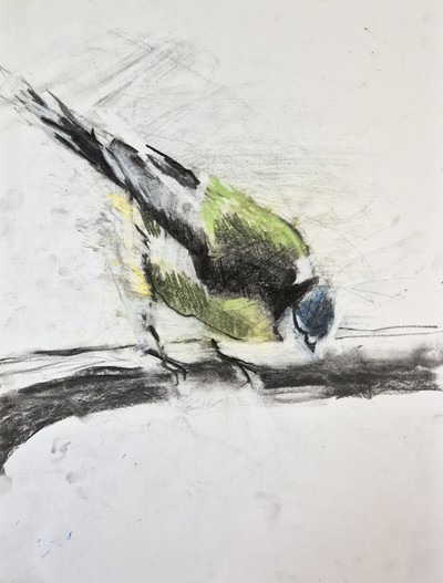 Erinclare Scrutton
Blue Tit I
pastel on paper 40 x 30 cm
£340
SOLD