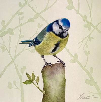 Susan Hutchison
Blue Tit
Watercolour  18 x 18 cms
SOLD