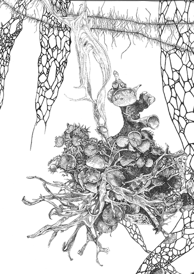Elizabeth Thomson
Lichen Study III
Framed Limited Edition Print 43 x 30 cms
£225