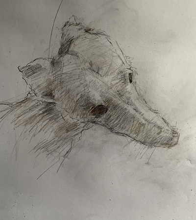 Whippet 
pencil 38 x 30 cm
£320