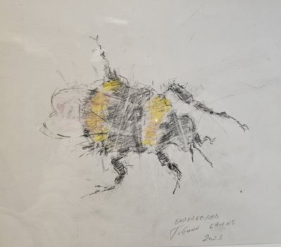 Endangered (Bee)
pencil 21 x 25 cm
£225