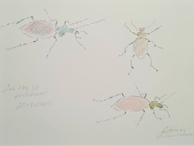 Beetles - 2nd Day of Lockdown
pencil  15 x 20 cms
SOLD