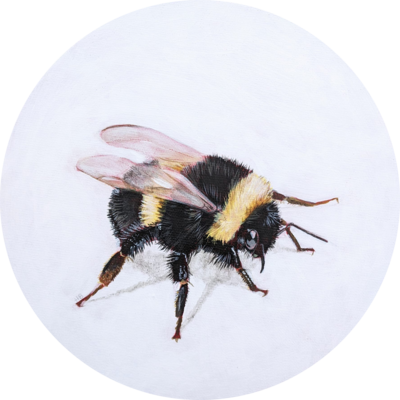 Hayley Banks
Bee
Acrylic on round canvas  20 cms diameter
£175
