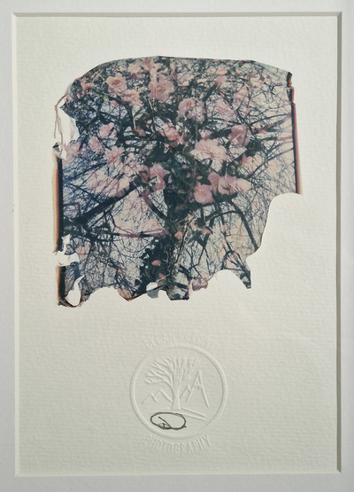 Dylan Nardini	
Flora	
Polaroid on textured watercolour 300g
21 x 15 cm 1 of 1
£150