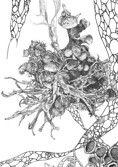 Elizabeth Thomson
Lichen Study I
Framed Limited Edition Print 46 x 33 cms
£225