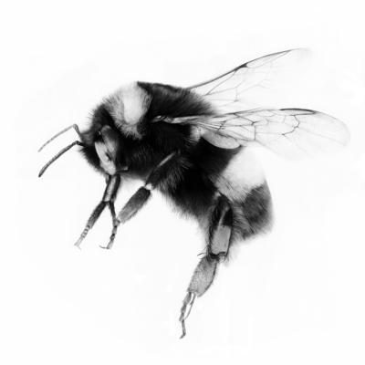 Stuart Scott
Bombus (Bee)
graphite 48 x 48 cm
£2200