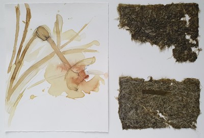 Erinclare Scrutton
Everything’s Finite - Botanical Series I
natural inks on Hahnemuhle paper and 
paper made From Daffodil stems 26 x 40 cm
£500
