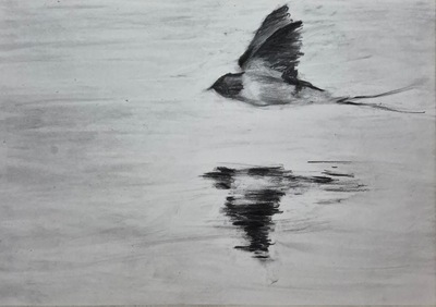 Skimming
charcoal on paper 30 x 40 cm
£400