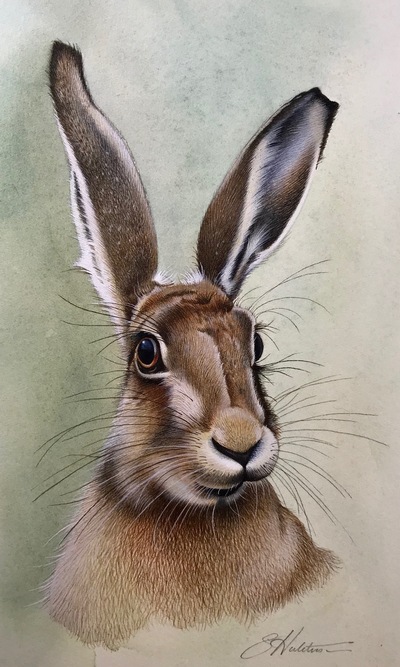 Susan Hutchison
Study of a Hare 1
Watercolour  21 x 12 cms 
£250